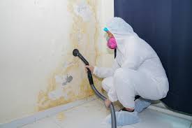 Best Mold Odor Removal Services in USA